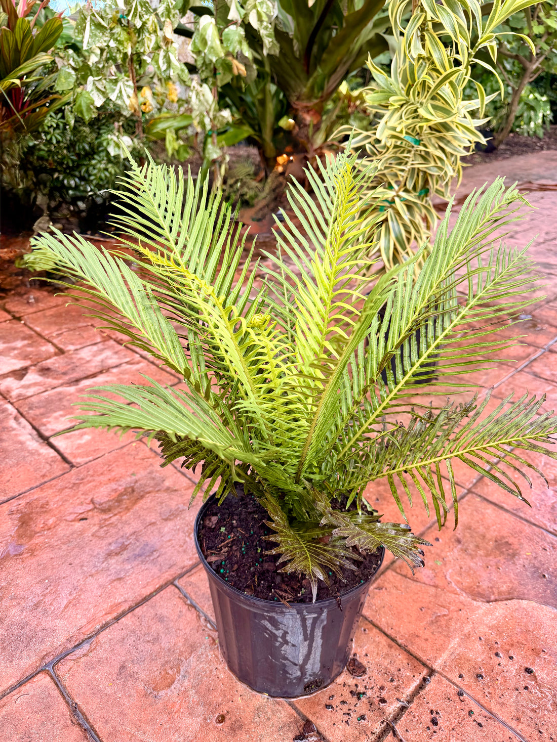 Silver Lady fern, 10” pot
