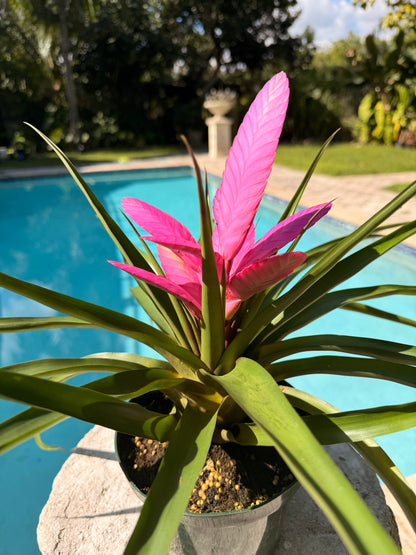 Tillandsia ‘Antonio’, 5” pot