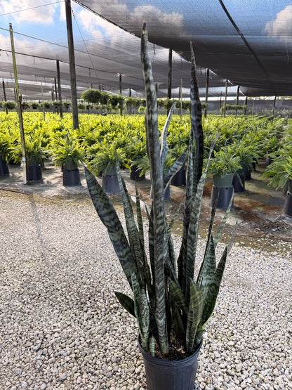 Sansevieria Wintergreen, 10” pot - Ships GROUND