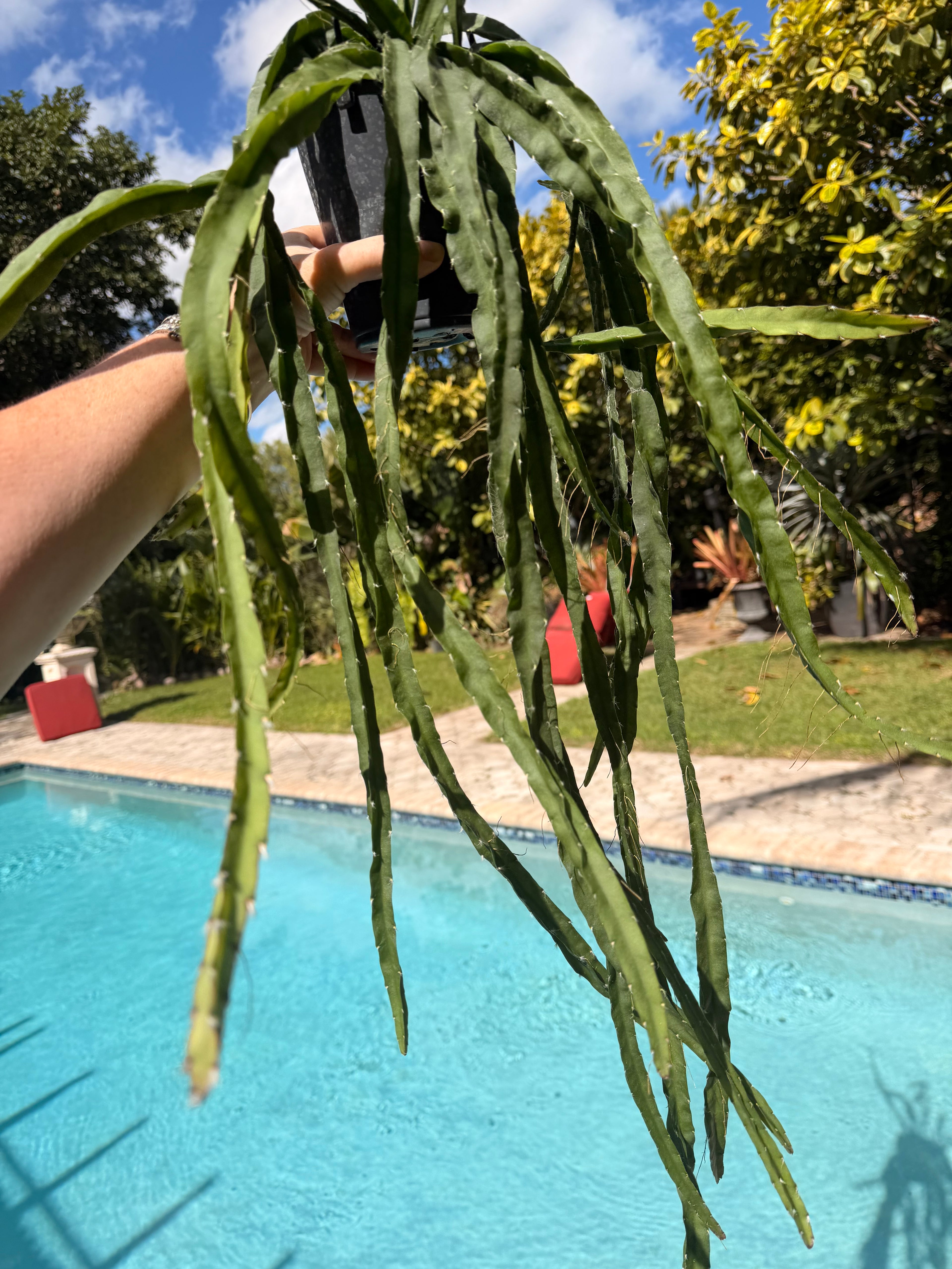 Rhipsalis Cruciformis, 5” pot Large