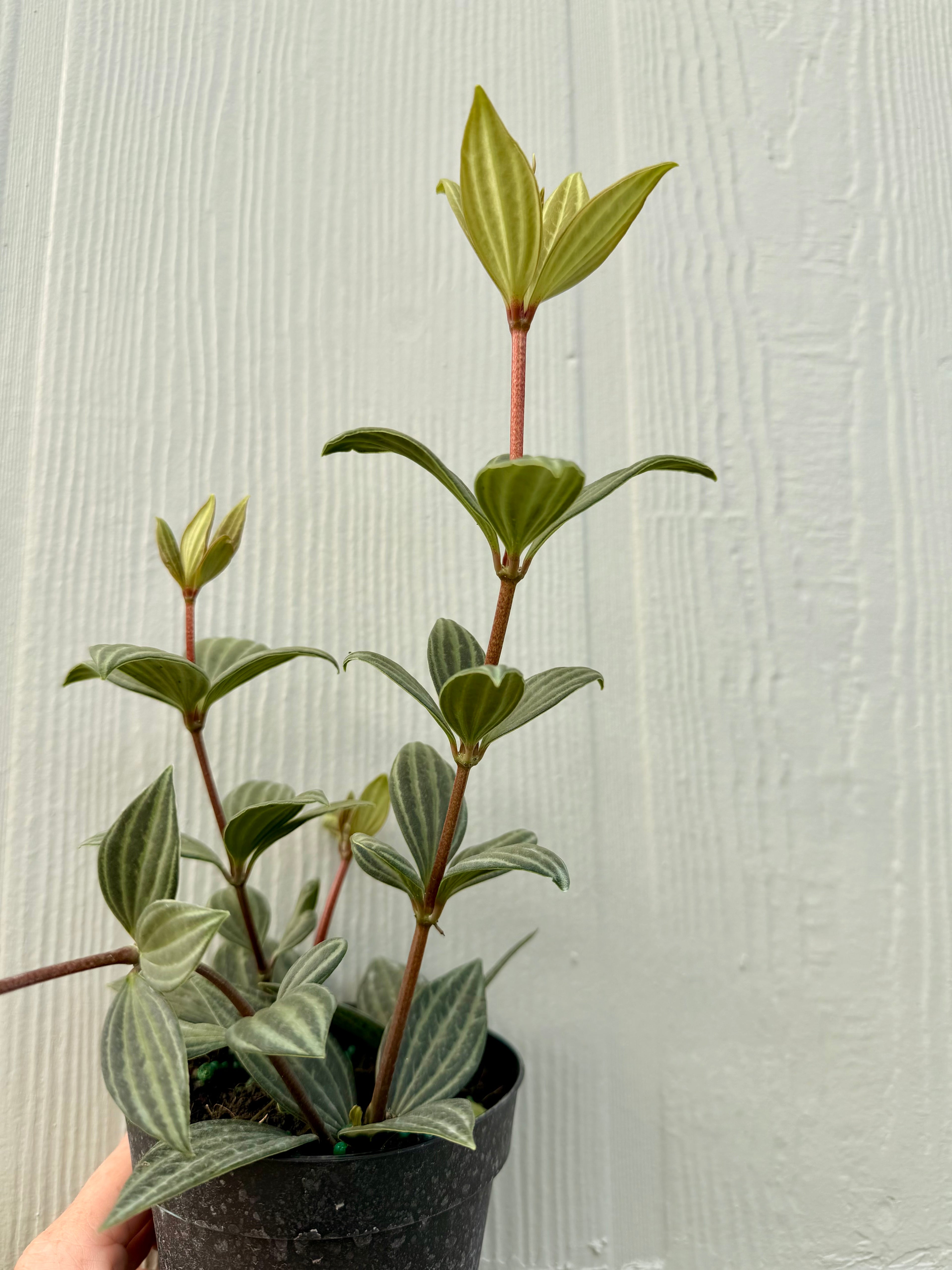 Peperomia Stilt, 4” pot