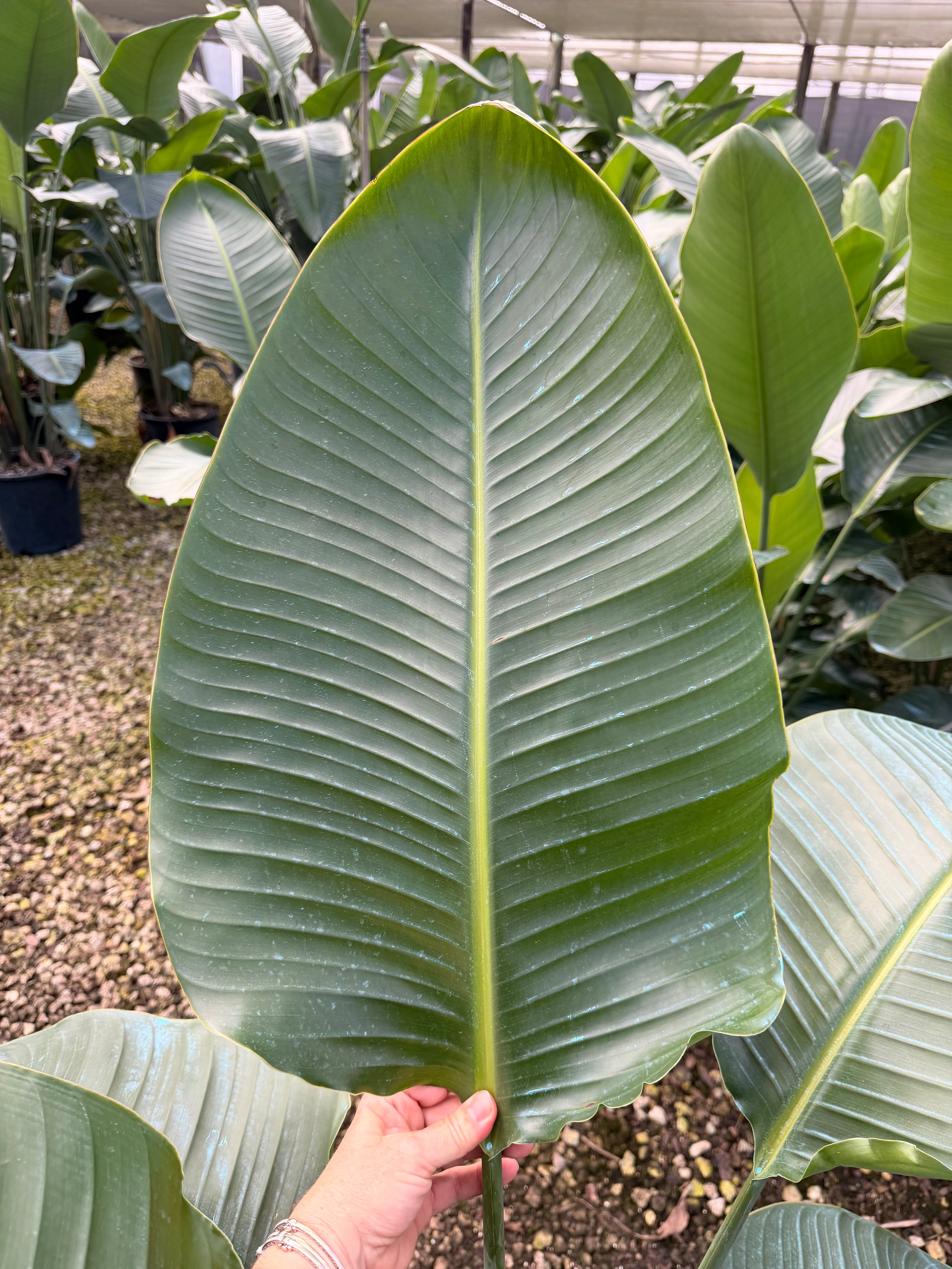 White Bird of Paradise, 60” box