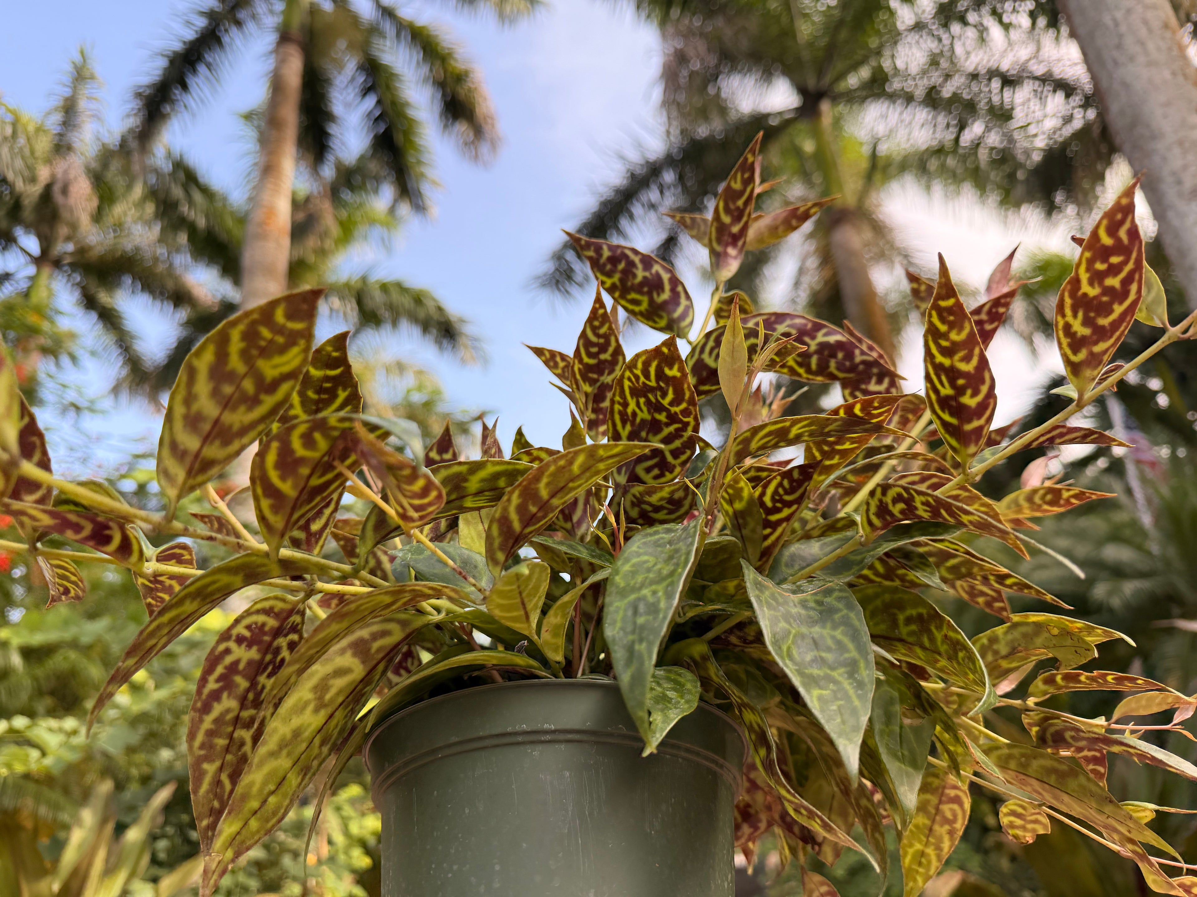 Aeschynanthus Black Pagoda, Lipstick plant, 6” pot