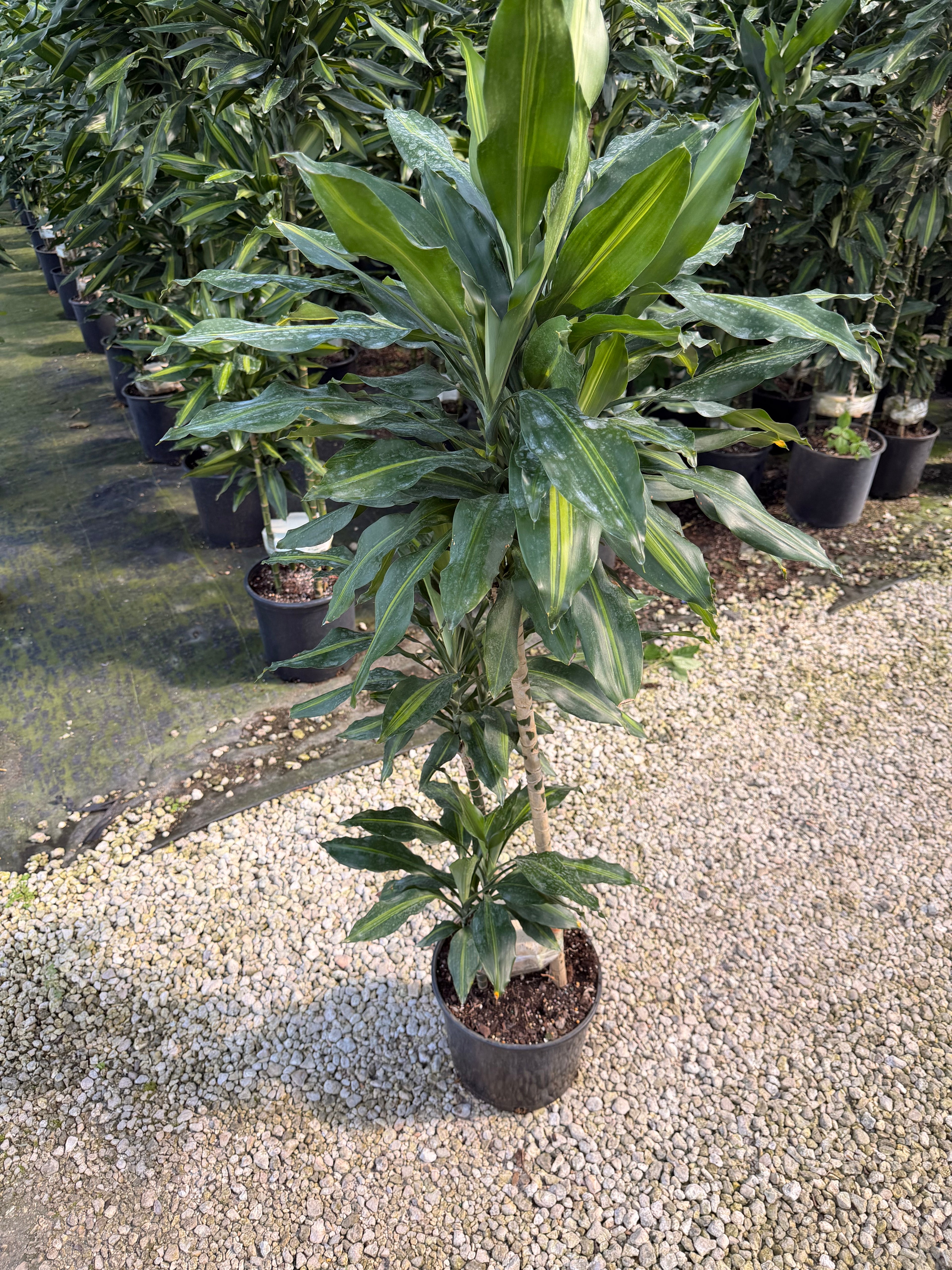 Dracaena Cintho cane, 10” pot