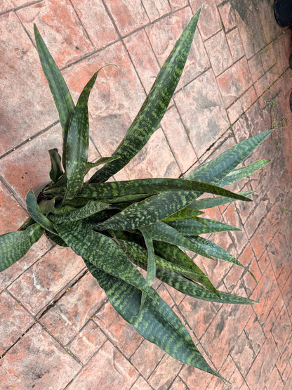Sansevieria Jaboa, 8” pot Ships GROUND