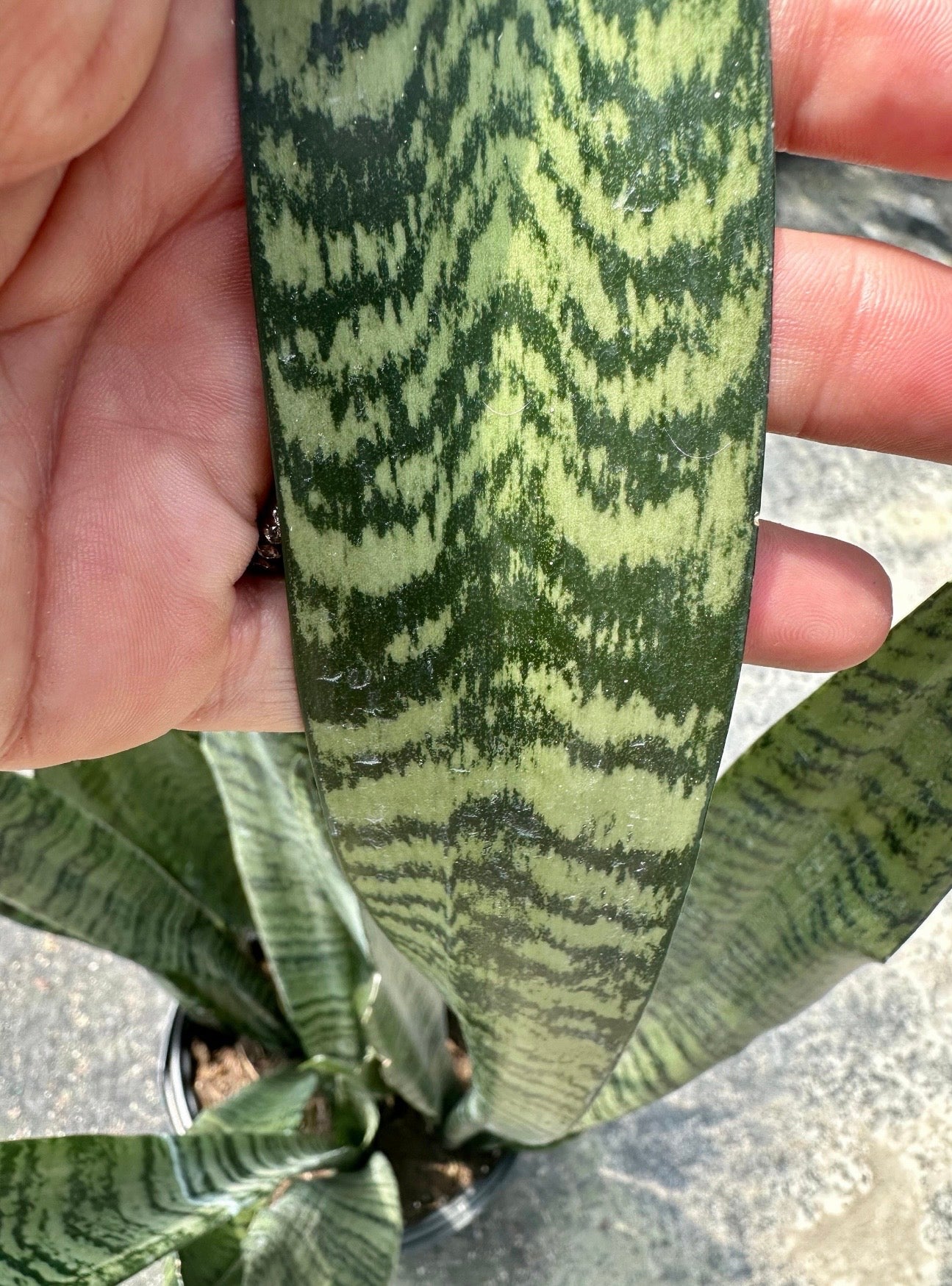Sansevieria Zeylanica, 10” pot