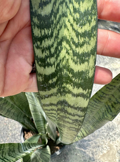 Sansevieria Zeylanica, 10” pot