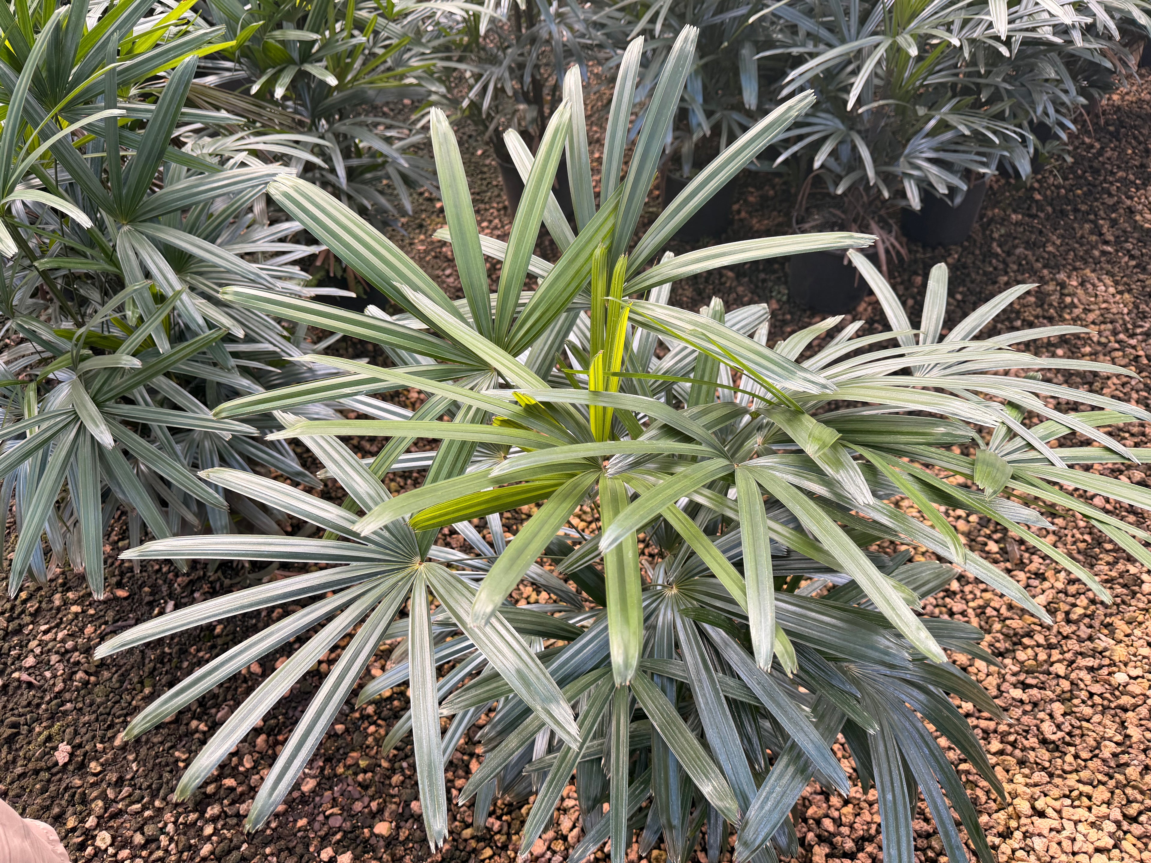 Rhapis palm, 10” pot - Lady palm