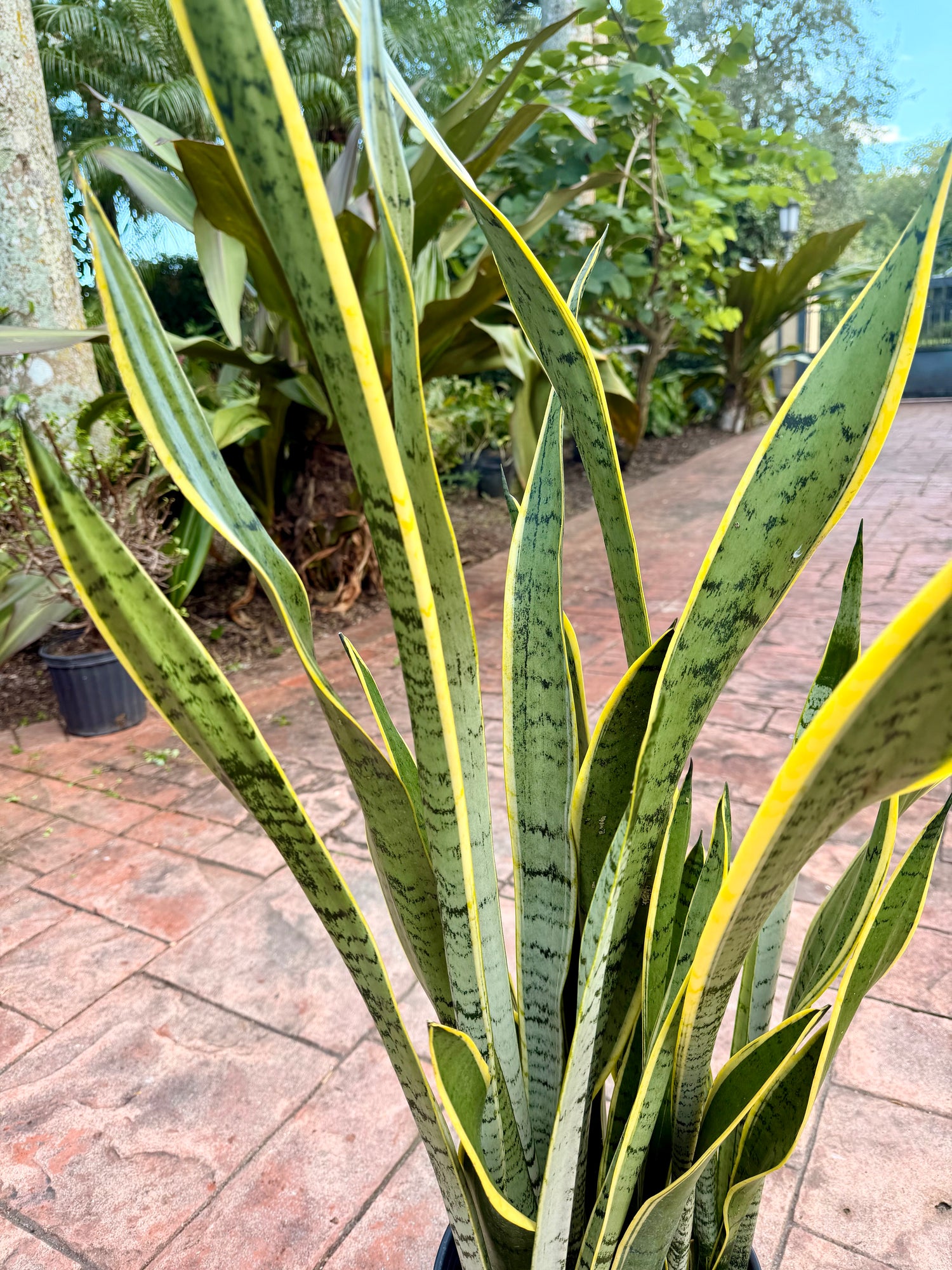 Sansevieria Silver King, Silver Laurentii, 10” pot