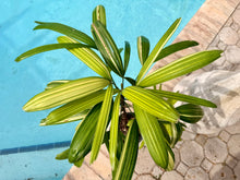Load image into Gallery viewer, Variegated Rhapis, 1 g pot