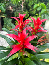Load image into Gallery viewer, Guzmania planting, 8” pot. 3 plants per pot All red
