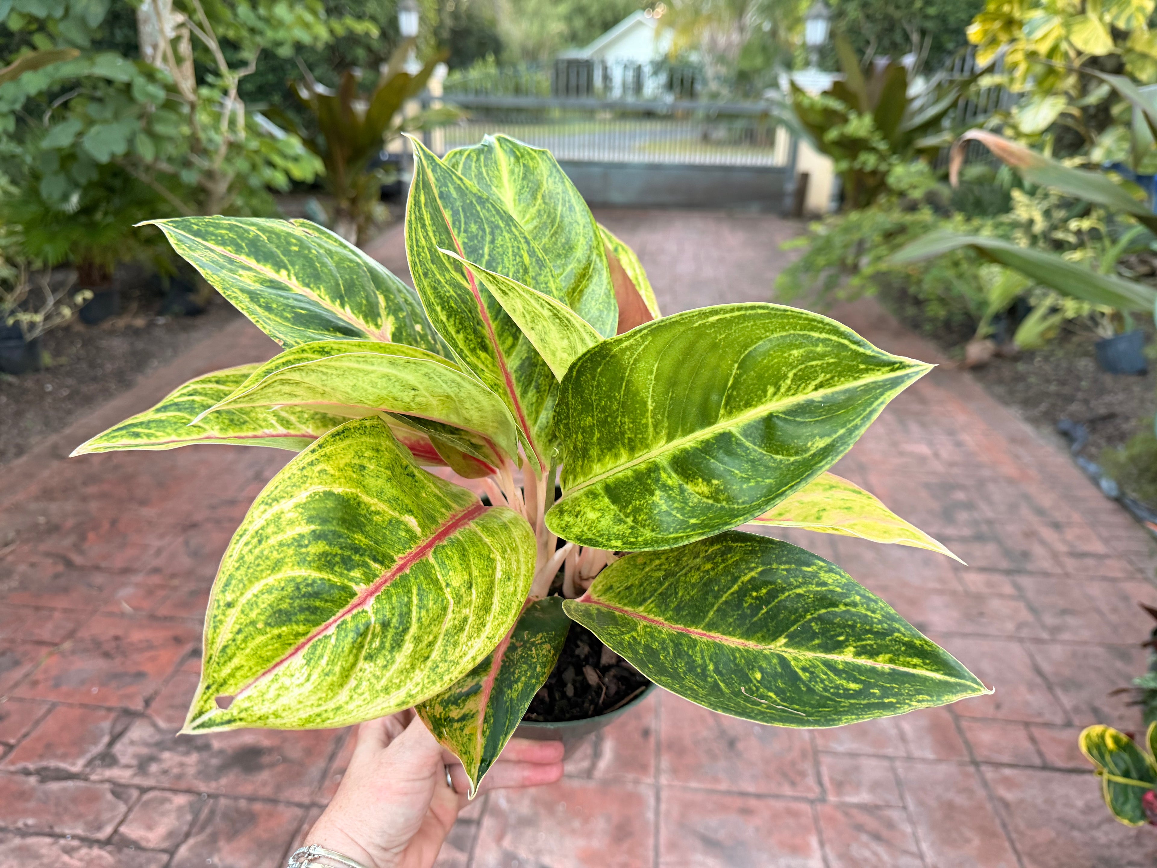 Aglaonema Green Papaya, 6” pot
