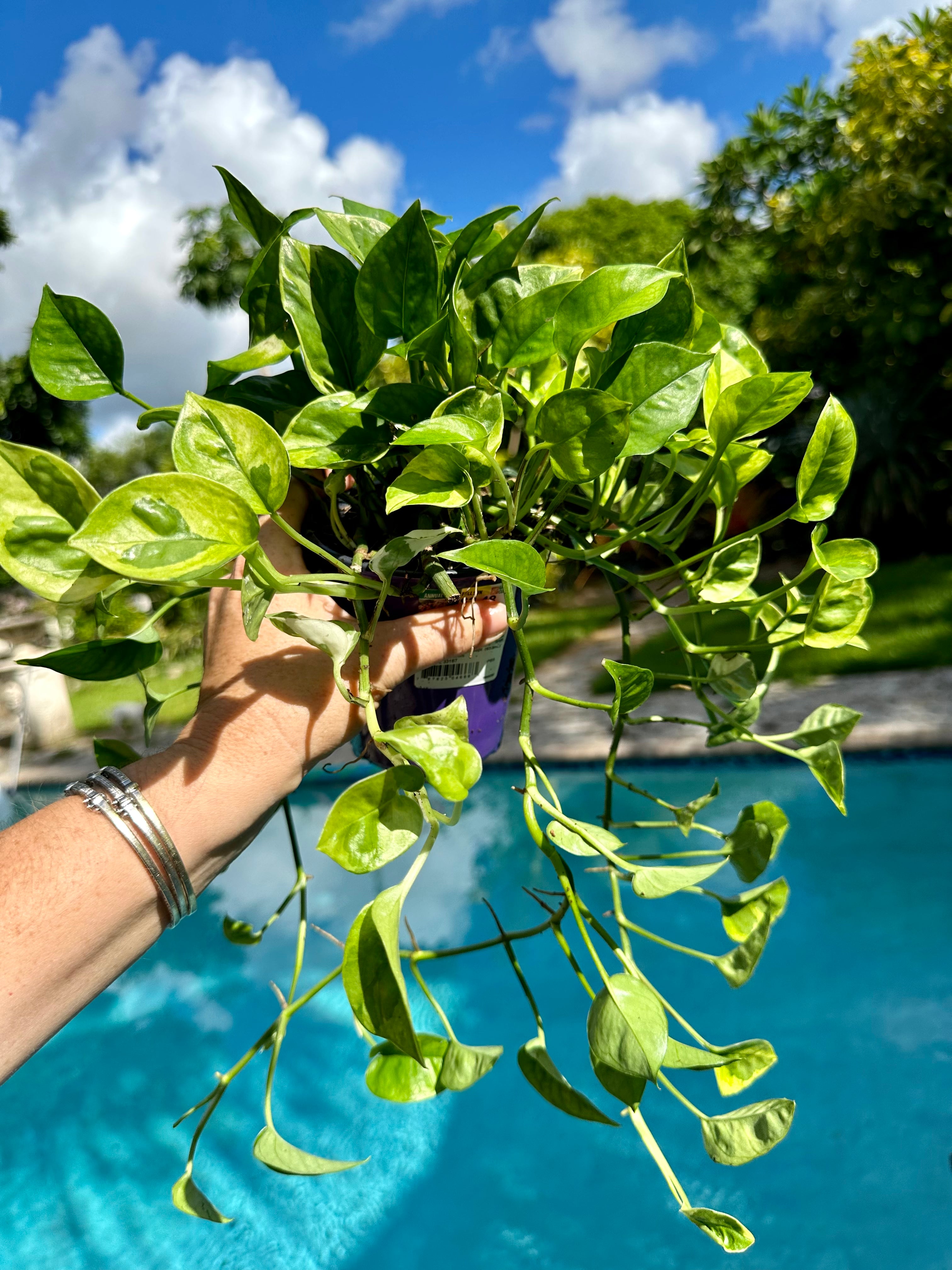 Lemon meringue photos, 4” pot