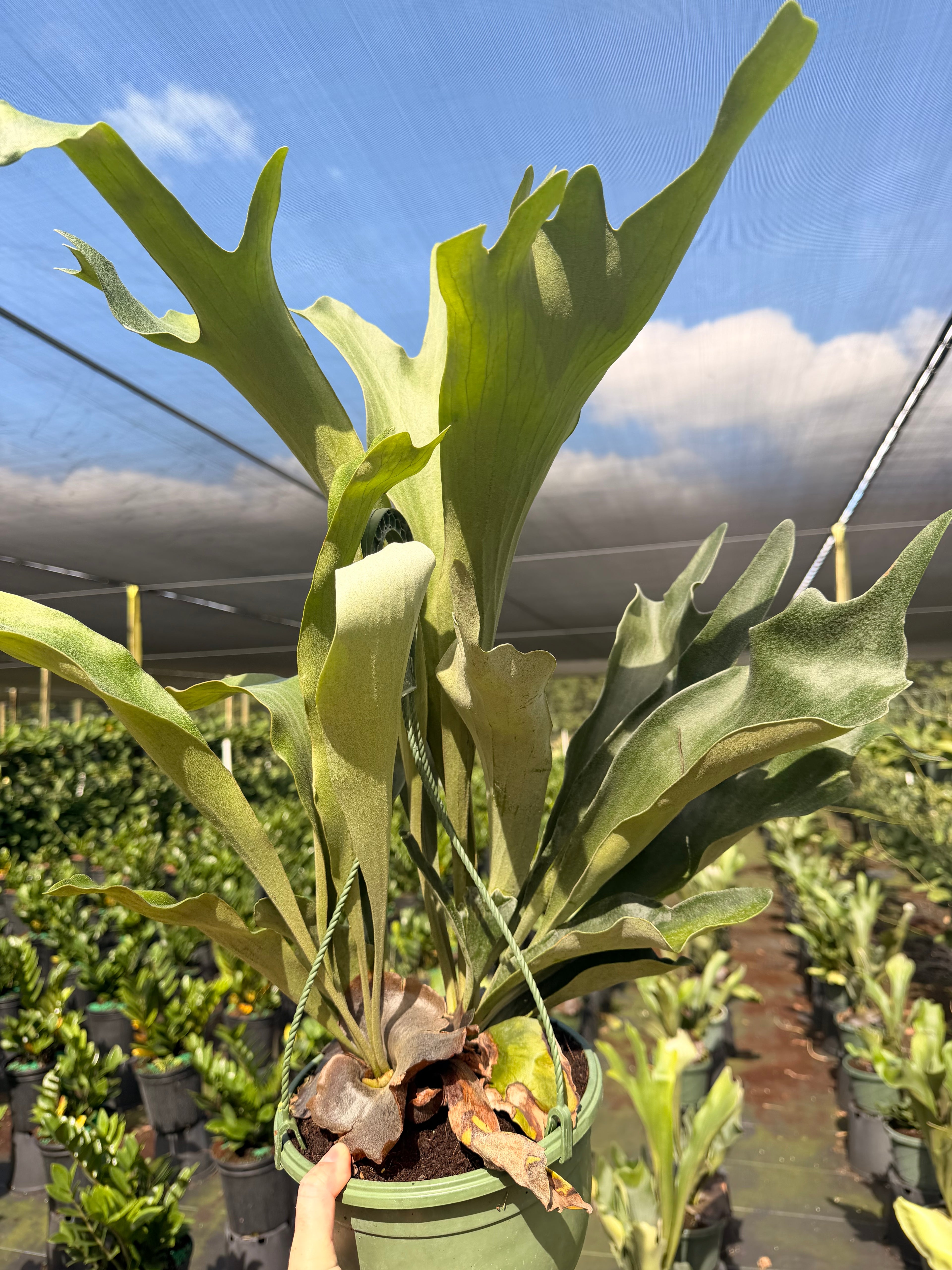 Staghorn fern in 8” hanging basket Large