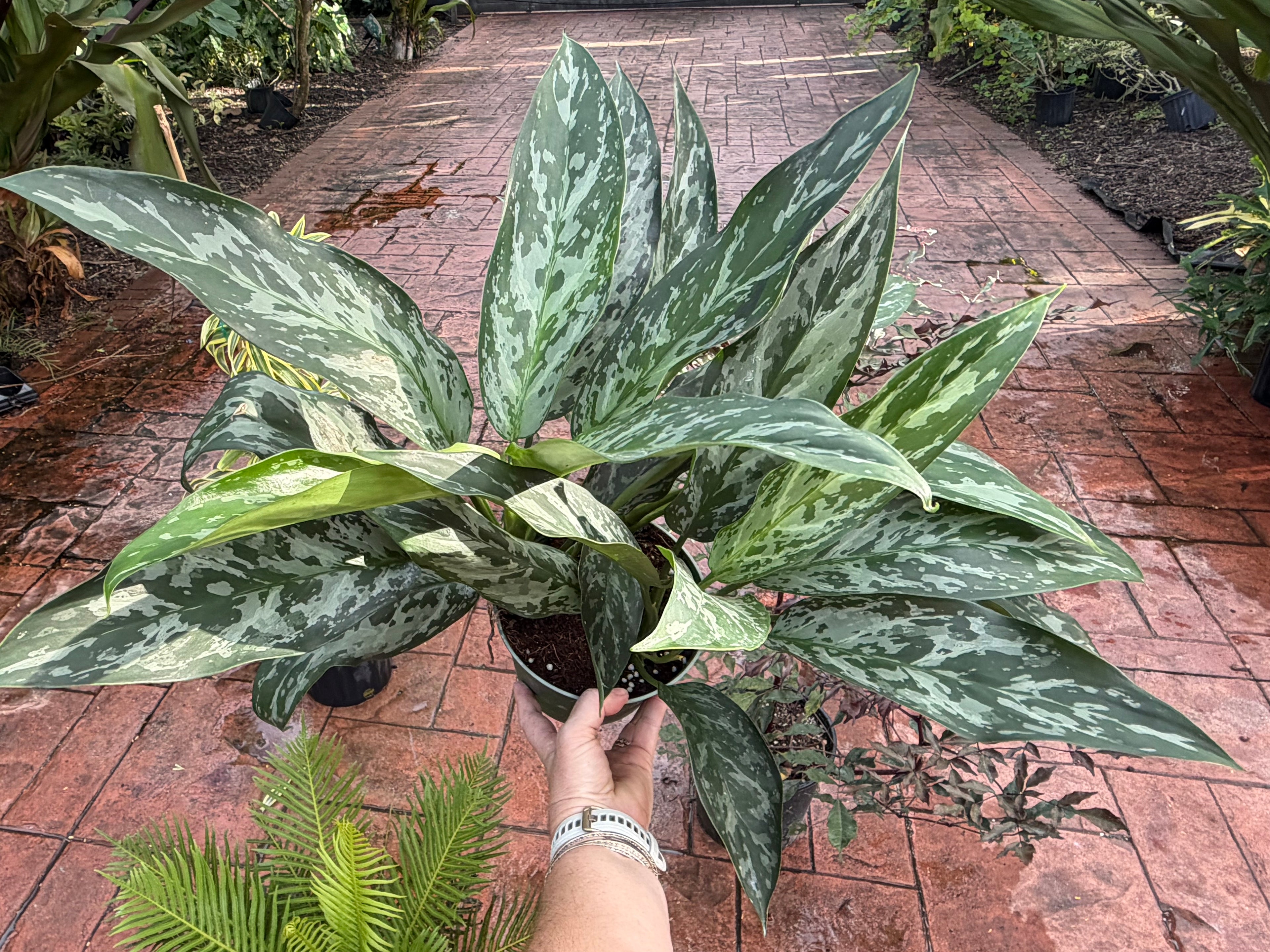 Aglaonema Green Lady, 6” pot