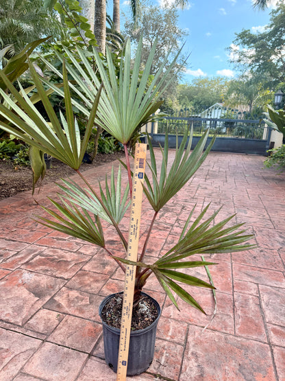 Red Latan palm, 10” pot