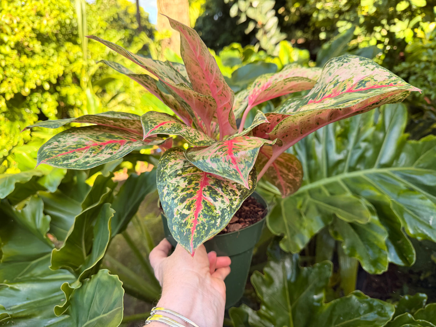 Aglaonema Crosbys Christmas, 6” pot