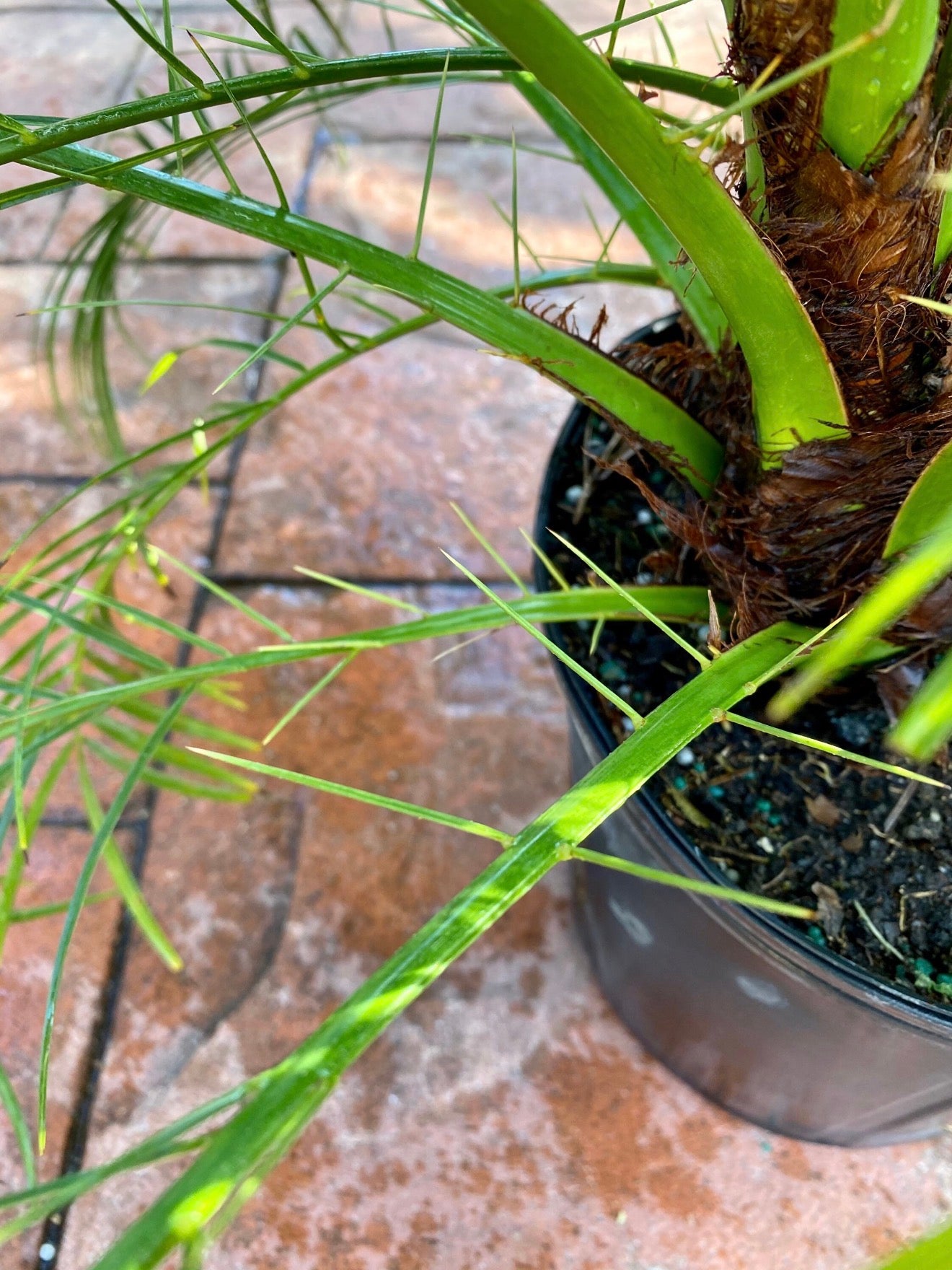 Roebelenii palm, Pygmy Date Palm, 10” pot - Multi