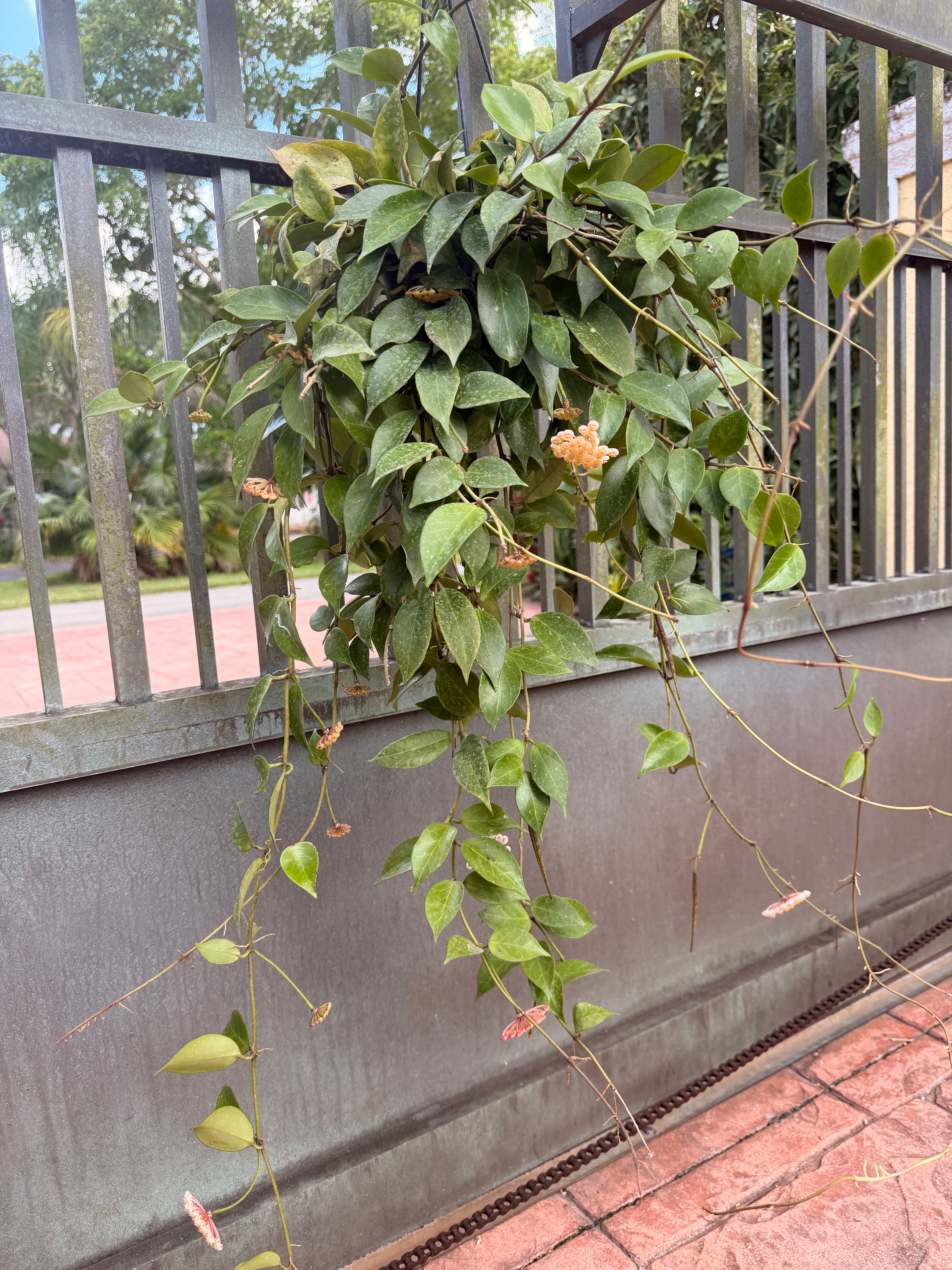 Hoya Sunrise, 5” pot