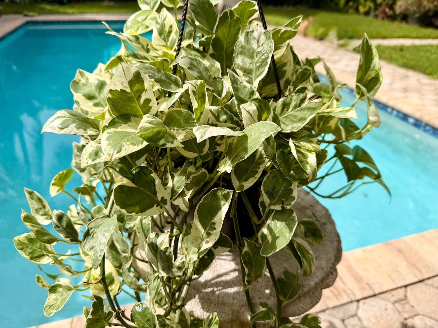 Pearl and Jade photos, 8” pot