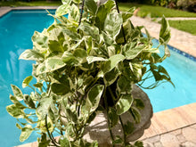 Load image into Gallery viewer, Pearl and Jade photos, 8” pot