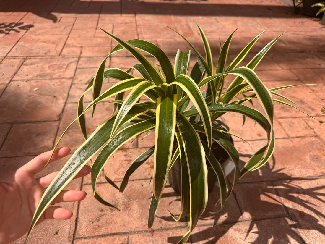 Dracaena Reflexa Honoriae, 10” pot