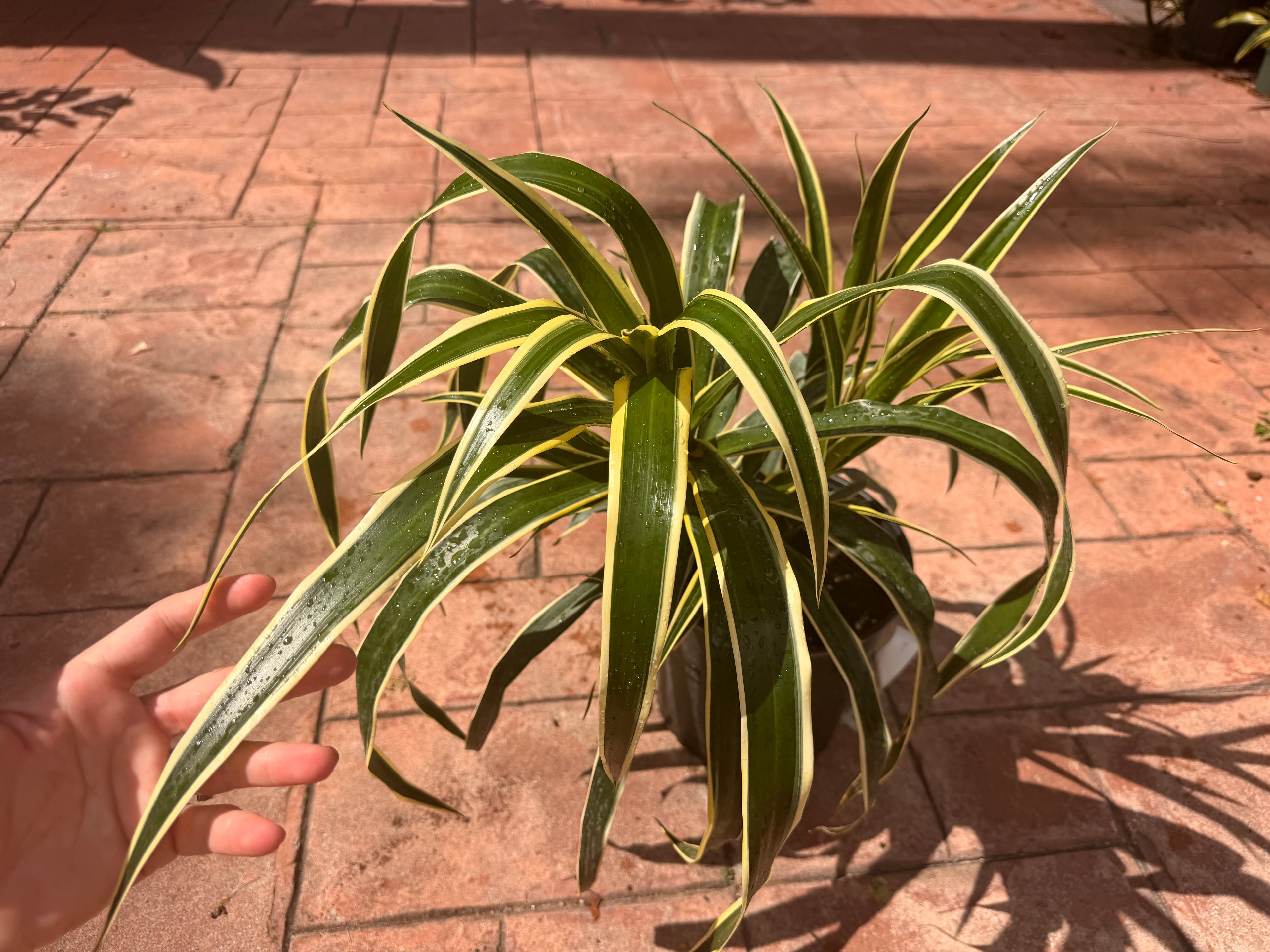 Dracaena Reflexa Honoriae, 10” pot