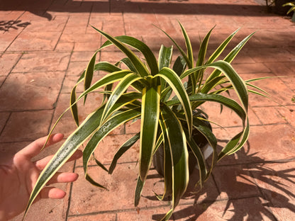 Dracaena Reflexa Honoriae, 10” pot