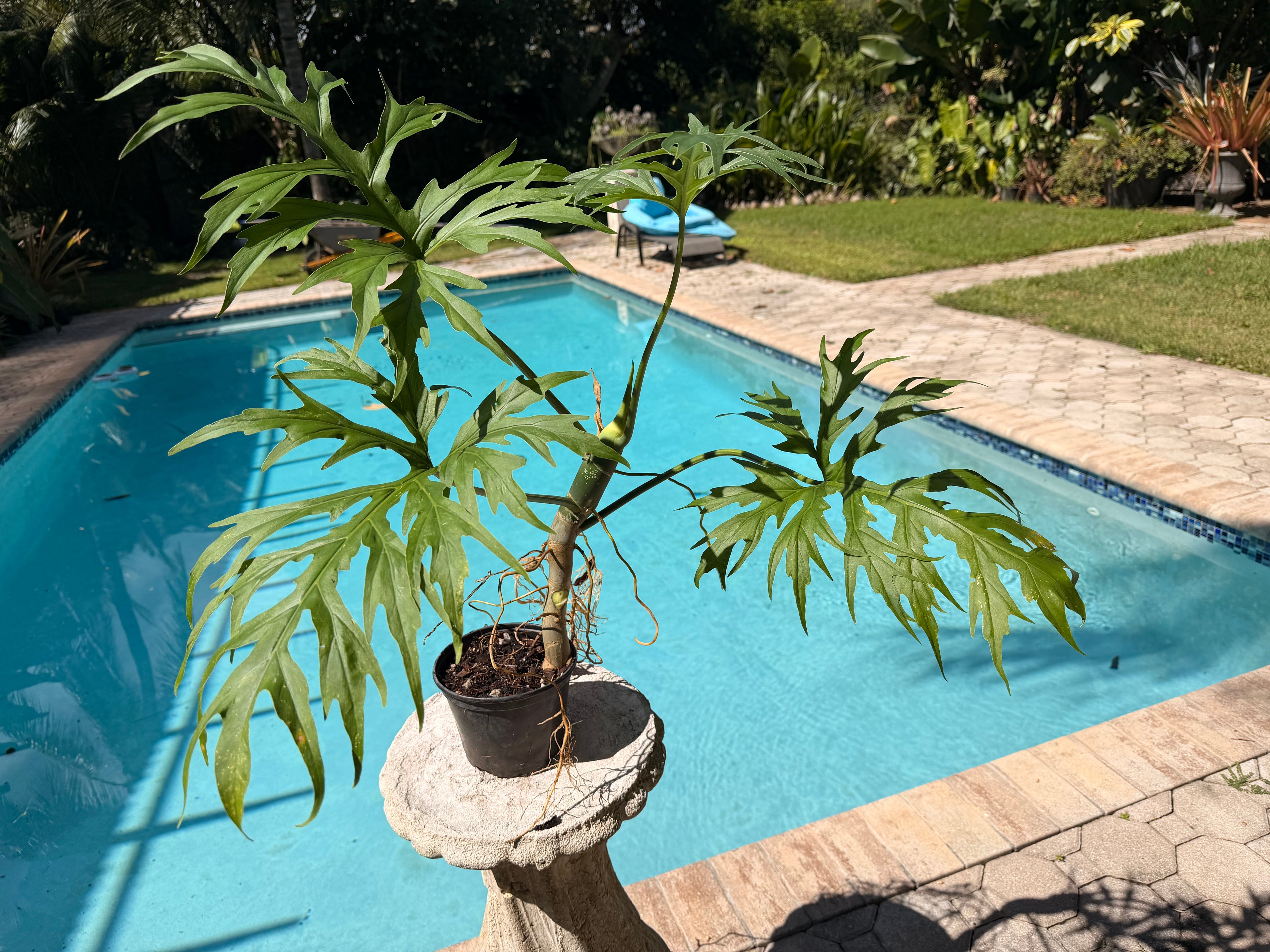 Philodendron Warscewiczii, Snowflake, 6” pot. Ready for 8” pot. Actual plant