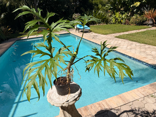 Philodendron Warscewiczii, Snowflake, 6” pot. Ready for 8” pot. Actual plant