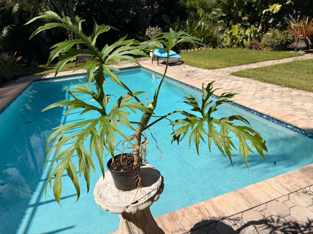 Philodendron Warscewiczii, Snowflake, 6” pot. Ready for 8” pot. Actual plant