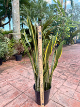 Load image into Gallery viewer, Sansevieria Silver King, Silver Laurentii, 10” pot