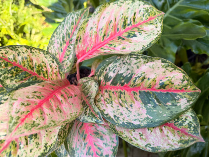 Aglaonema Crosbys Christmas, 6” pot
