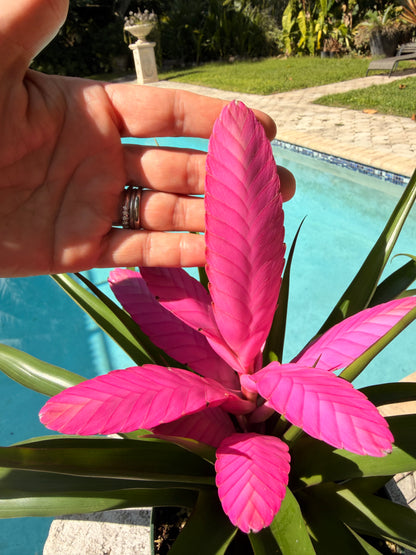 Tillandsia ‘Antonio’, 5” pot