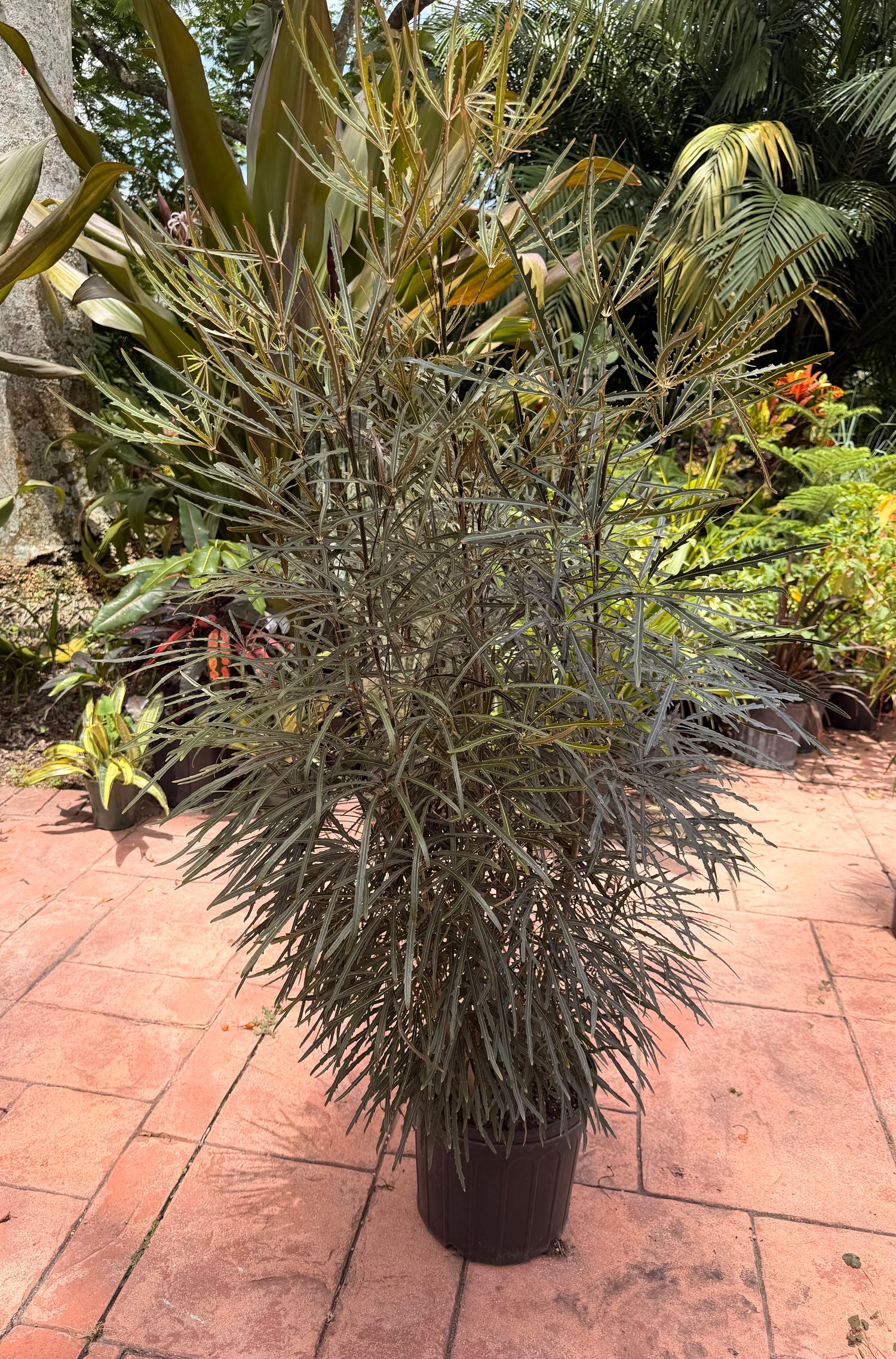 False aralia, 10” pot 60” box