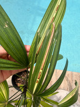 Load image into Gallery viewer, Variegated Rhapis, 1 g pot