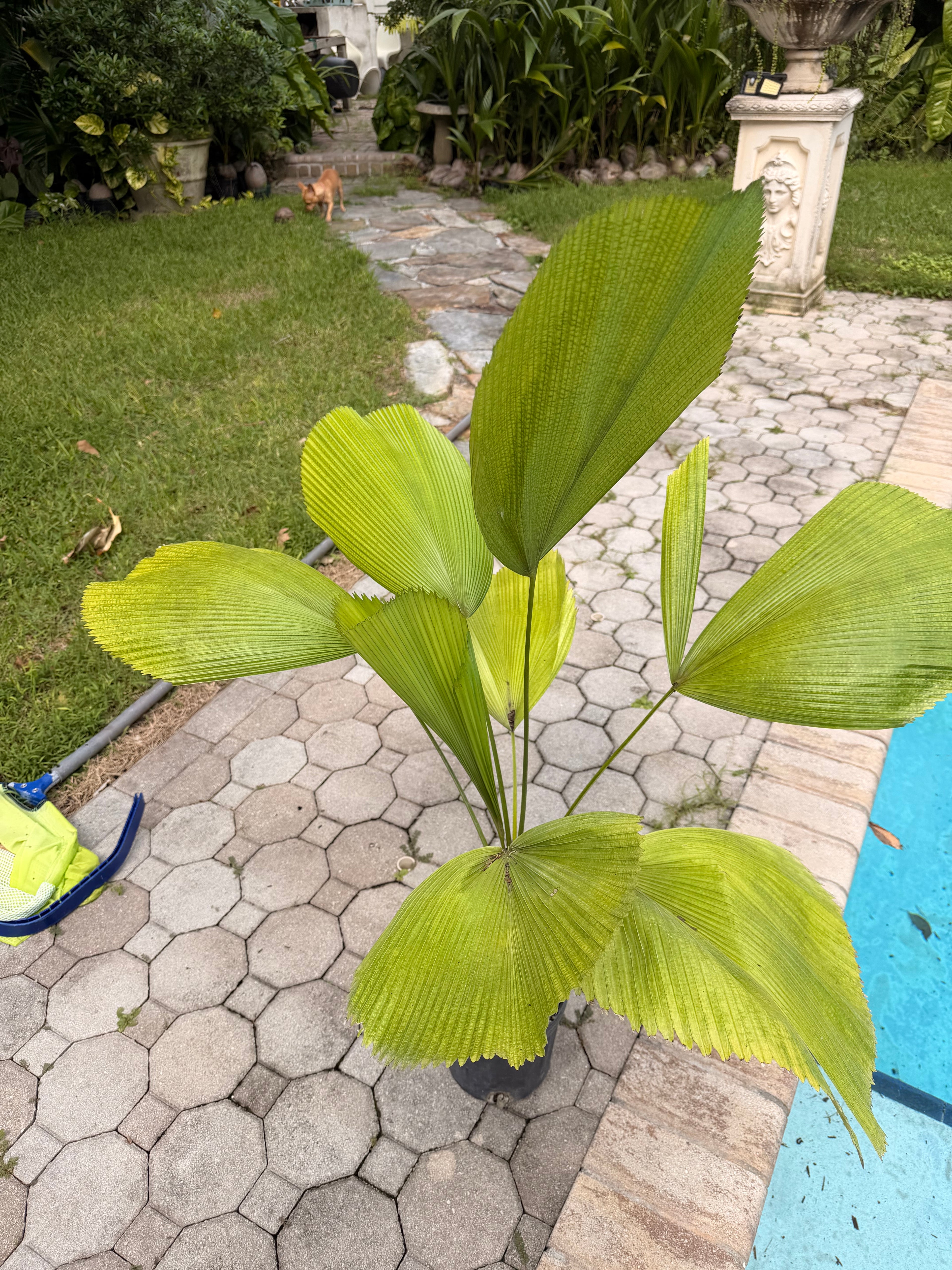 Licuala palm, 8” pot