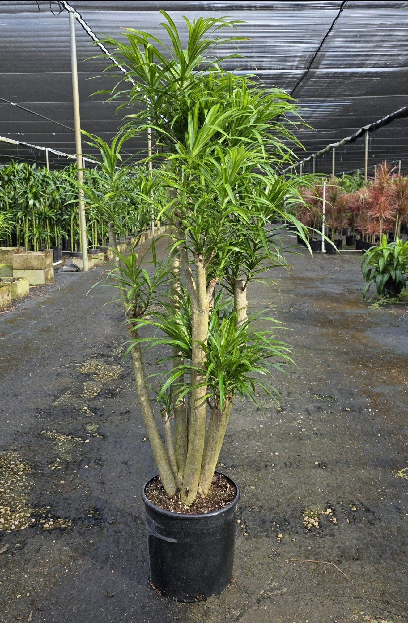 Variegated Dracaena Anita stump, 12” pot