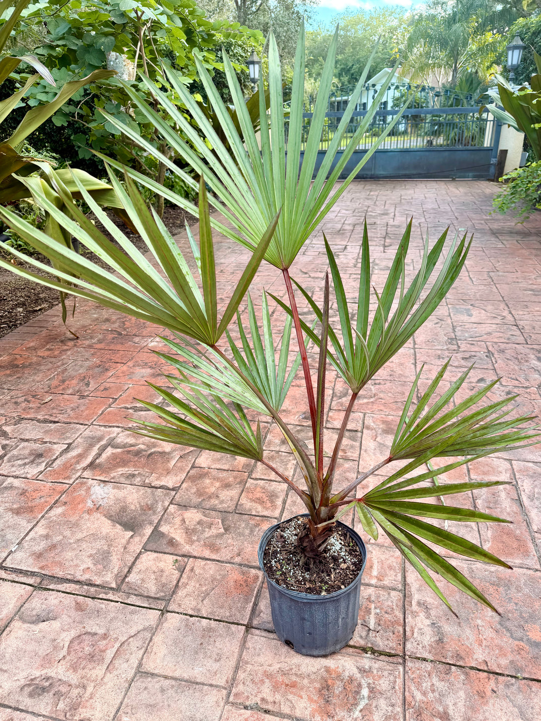 Red Latan palm, 10” pot