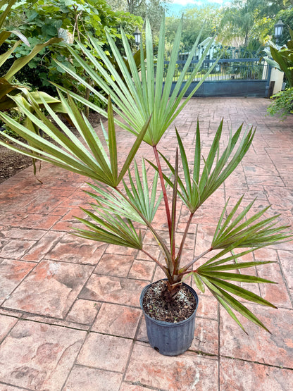 Red Latan palm, 10” pot