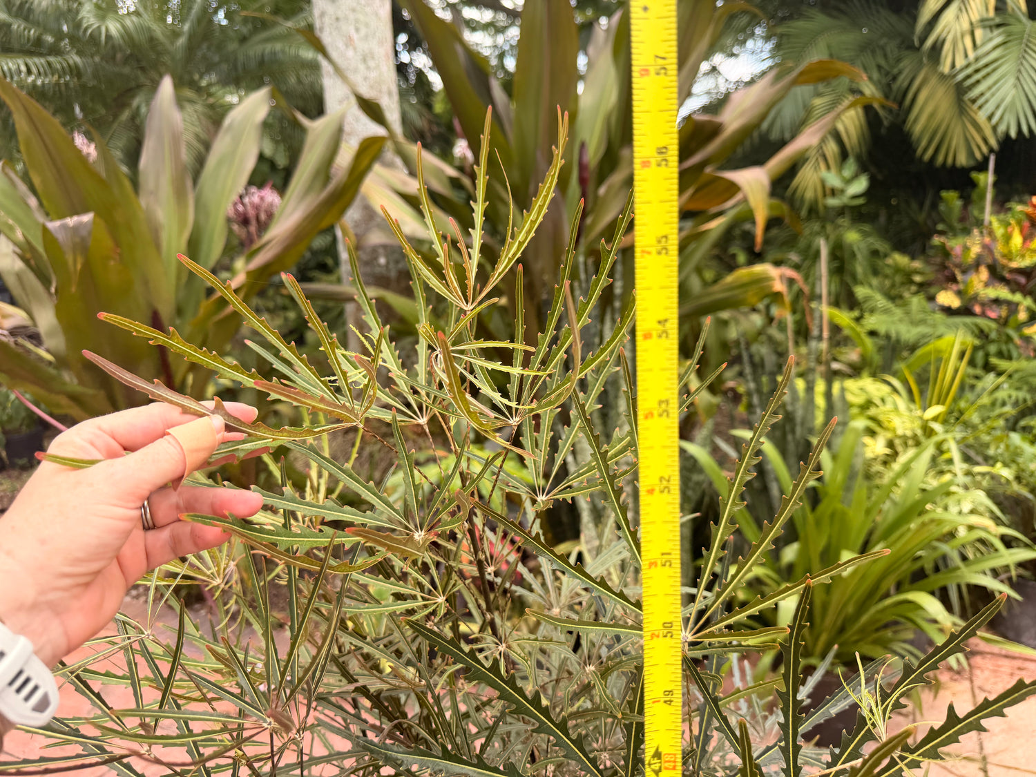 False aralia, 10” pot 60” box