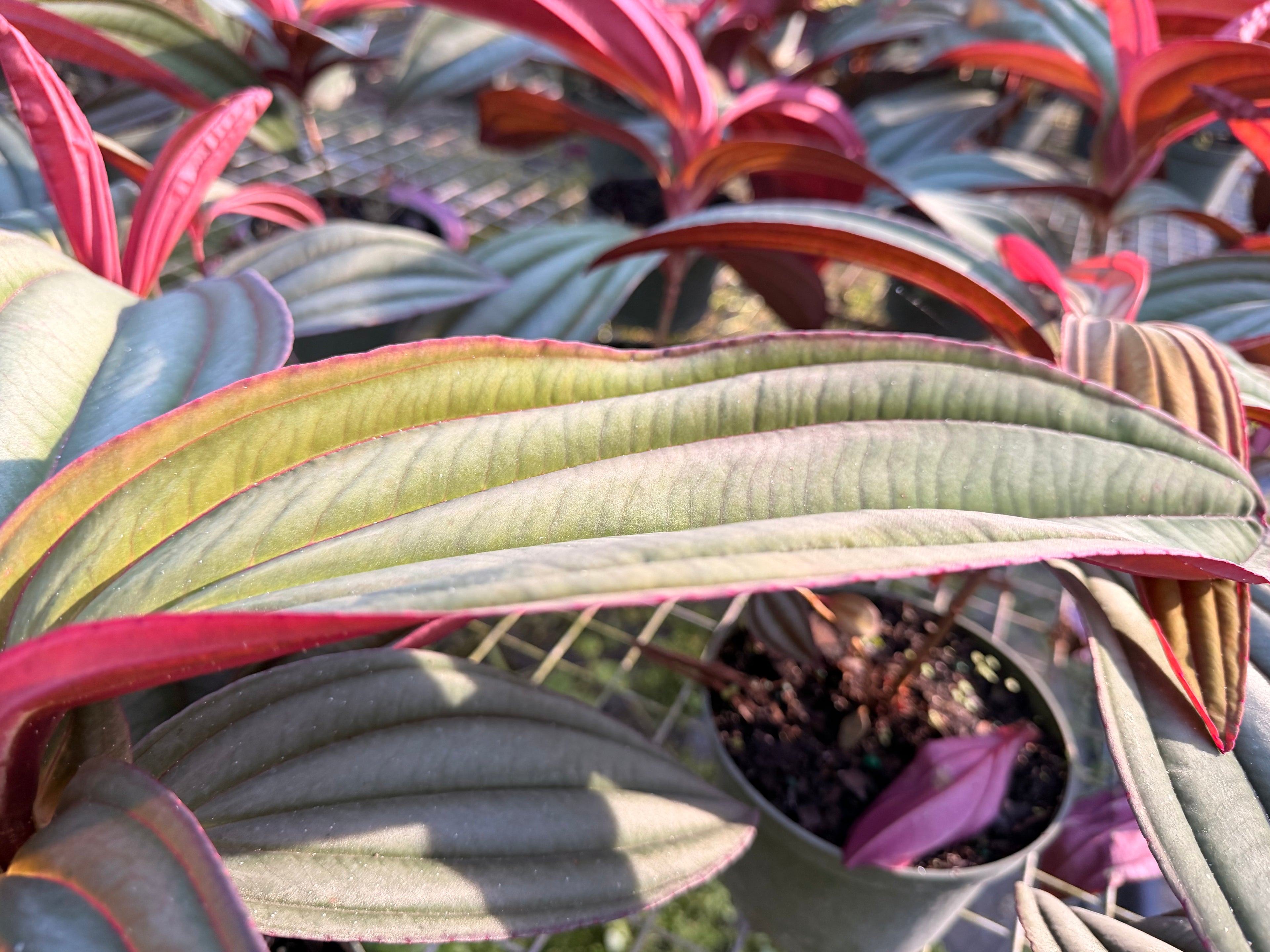 Medinilla Gregori Hambali, 6” pot