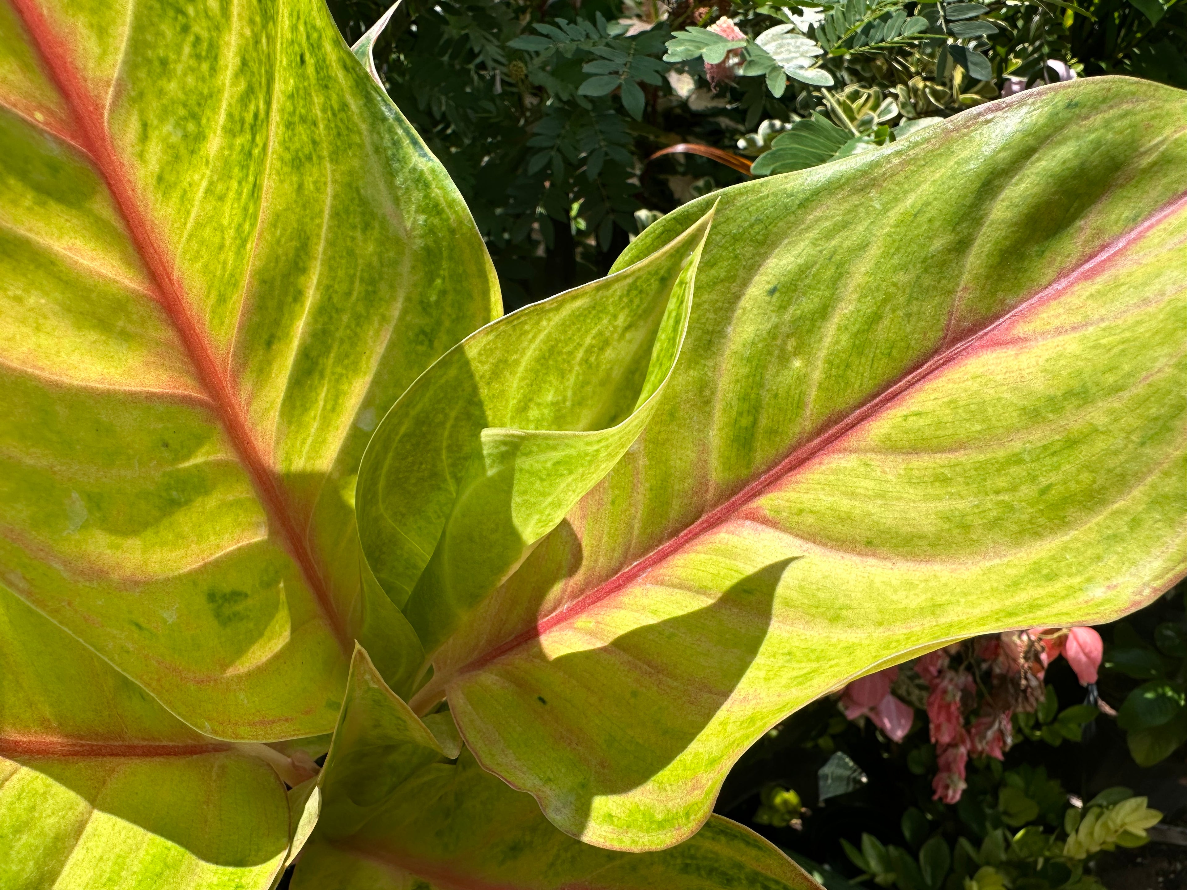 Aglaonema Golden Flourite, 6” pot