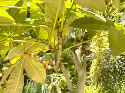 Money tree, thick stem, 10” pot