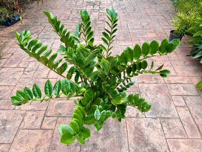 ZZ plant, 10” pot XXL for pot size