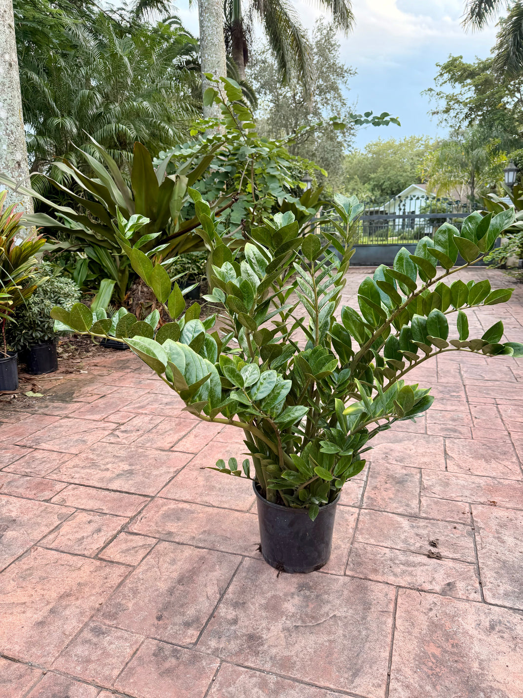 ZZ plant, 10” pot XXL for pot size