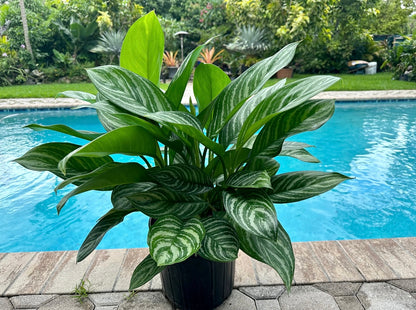 aglaonema stripes intratuin Aglaonema Stripes, 10" pot