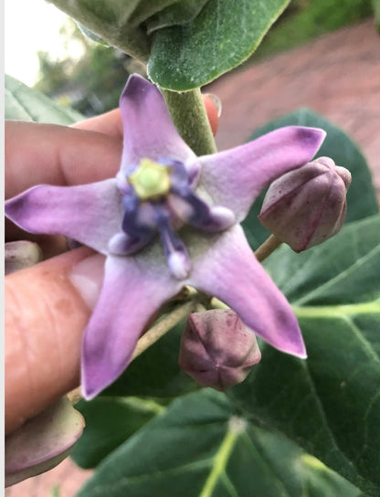 Crown Flower, 10” pot