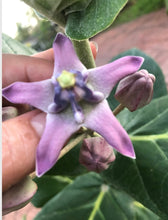 Load image into Gallery viewer, Crown Flower, 10” pot