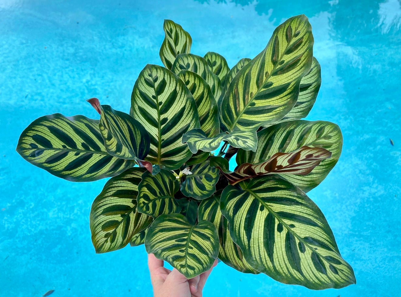 Calathea Makyoana, 6” pot